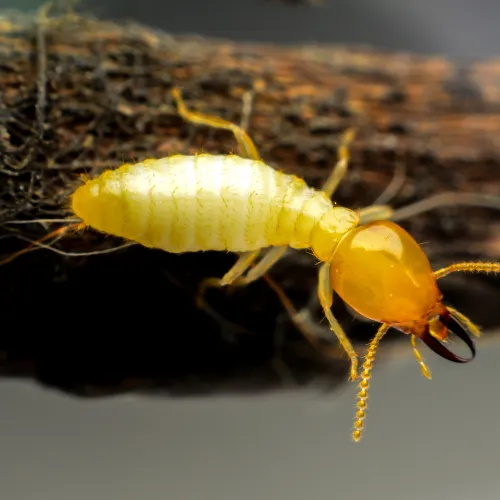 Photo d'un termite en gros plan.