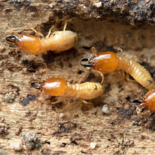 Photo de termites sur du bois.