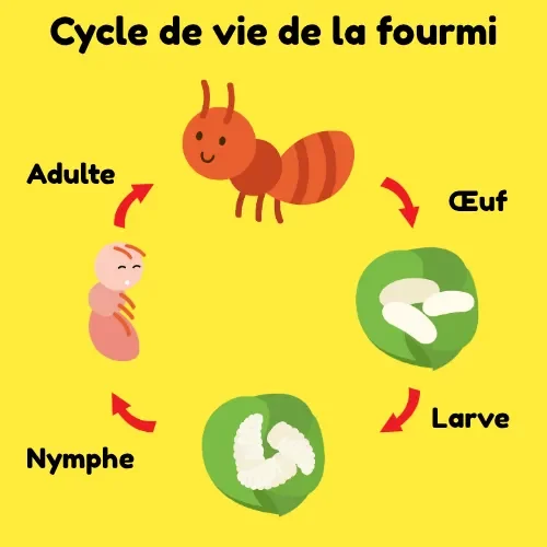 Illustration simplifiée du cycle de vie de la fourmi.